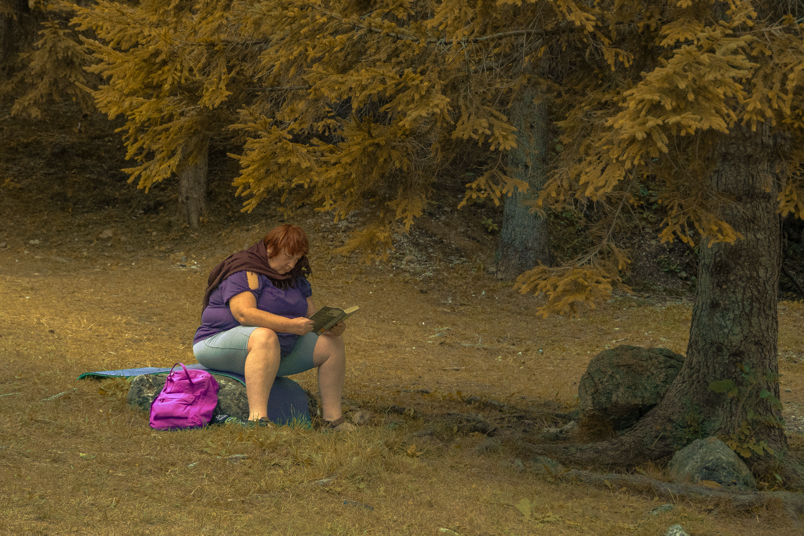 Femme lisant sous les sapins dorés